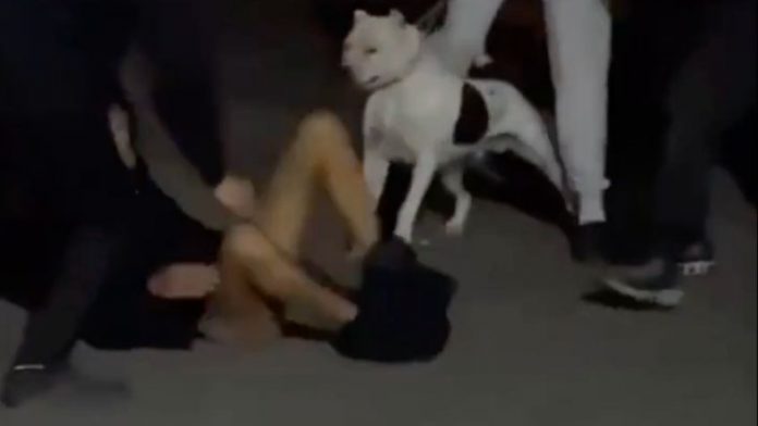 Perro pitbull ataca y le arranca los testículos a un adolescente