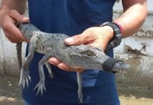 Más de 250 cocodrilos capturados en Altamira en lo que va del año
