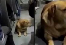 VIDEO: Chofer de transporte público ayuda a perrito a refugiarse de la pirotecnia dentro del camión