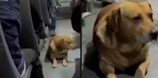 VIDEO: Chofer de transporte público ayuda a perrito a refugiarse de la pirotecnia dentro del camión