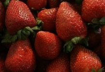 Gastronomía, cultura y conciertos: así será el Festival de la Fresa 2025 en Irapuato