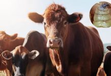 Sheinbaum: No hay fecha para reabrir frontera con EEUU y exportar ganado por gusano barrenador