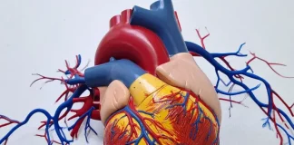 ¿El corazón humano podría repararse a sí mismo? Esto dicen los científicos