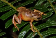 Identifican nuevas ranas con tubérculos y colores únicos en la Amazonía peruana