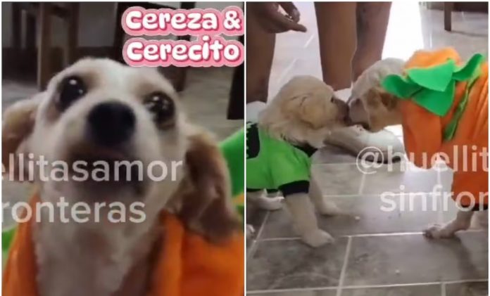 Y MEX