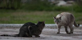 Denuncian tortura a un gato en instalaciones de la UJAT