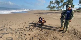 Rescatan más de seis mil huevos de tortuga marina; liberan 15 mil crías en playa de Nayarit