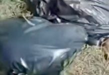 ¡Macabro hallazgo en Xochimilco! | Denuncian aparición de varios perritos muertos, torturados y partidos a la mitad