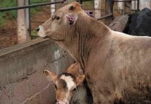 Secretaria de Agricultura y agroproductores de EEUU se reúnen con contrapartes de México por reapertura de fronteras al ganado