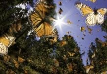 ¿Cuándo comienza la temporada de migración de mariposas monarca? Conoce la fecha en qué finaliza