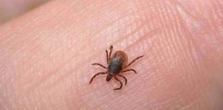 Menor de seis años fallece tras mordedura de garrapata