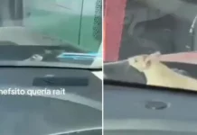 Rata se sube a auto en plena avenida de NL y mujeres gritan asustadas