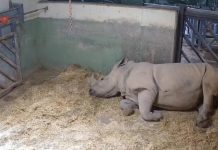 VIDEO: Captan nacimiento de cría de rinoceronte blanco en zoológico de España