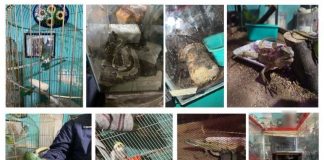 Encuentran nido de animales dentro de una casa en la CDMX, había lagartos, víboras y hasta tucanes