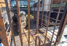 Agresividad de pecaríes dificulta su captura en Altamira