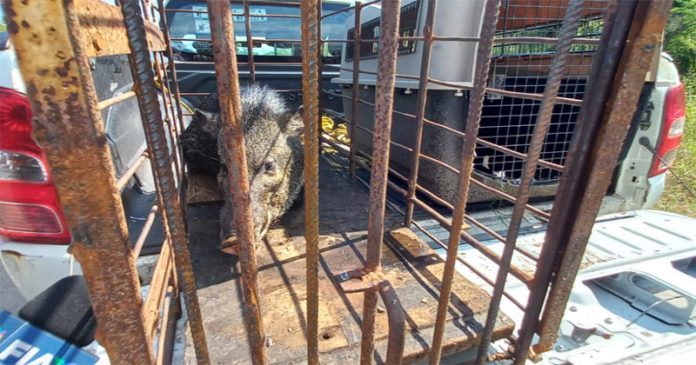 Agresividad de pecaríes dificulta su captura en Altamira