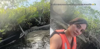 ¡Qué coraje! Turistas molestan a cocodrilo en manglar de Tulum; pensaban que estaba disecado | VIDEO