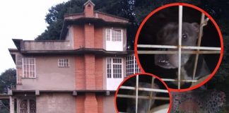 Vecinos de CDMX organizan campaña para rescatar a perrita de casa abandonada; vive a oscuras, con frío y sola