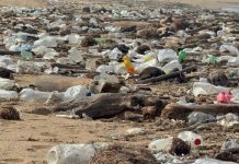 Playas del sur de Veracruz se tapizan de basura y PET