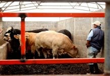 Exportación cerrada: cae ingreso potencial del hato tamaulipeco