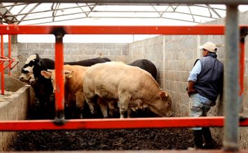 Exportación cerrada: cae ingreso potencial del hato tamaulipeco