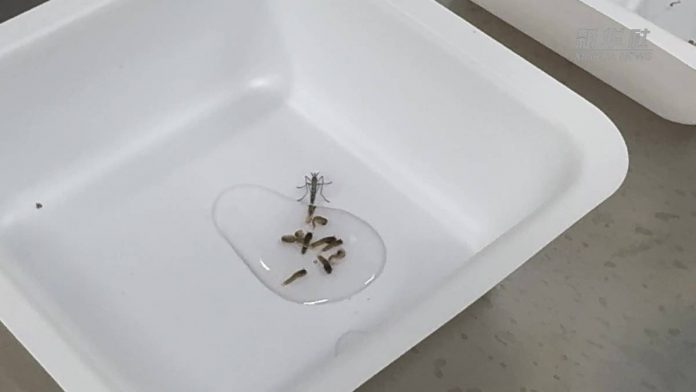 mosquitos-modificados-dengue-131215