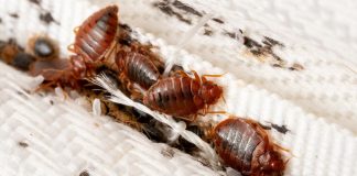 Alertan por plaga de chinches en la Universidad Politécnica de Querétaro