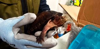 Profepa denuncia ante la FGR caso de 774 tortugas traficadas como cosméticos