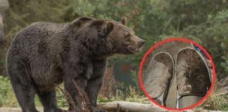 Oso ataca a niños durante una excursión en Canadá; hay 11 heridos