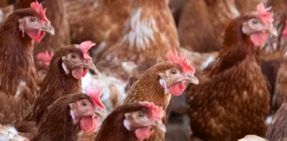 Primer caso humano de gripe aviar H5N5 muere en EE. UU.