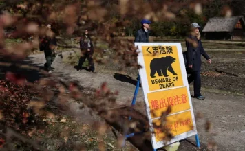 Empleado lucha contra un oso usando judo… y sigue cocinando ramen mientras está herido