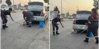 VIDEO: ¡Buscaba viaje gratis! Hallan pitón de dos metros oculta en un auto en Zuazua, NL