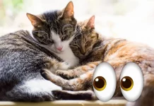 ¿Por qué tu gato duerme con los ojos entrecerrados? No es lo que crees