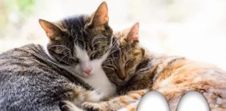 ¿Por qué tu gato duerme con los ojos entrecerrados? No es lo que crees