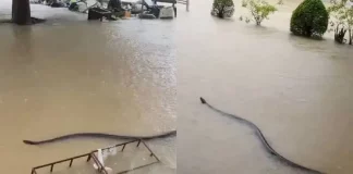 Captan a serpiente gigante en inundación de Tailandia | VIDEO