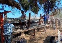 Continúa campaña de aplicación de medicamento antiparasitario en apoyo al sector ganadero en Nuevo Laredo