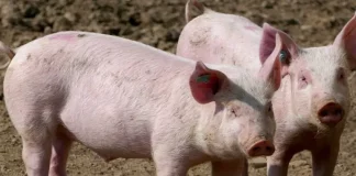 España confirma los dos primeros casos de peste porcina africana en décadas