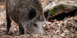 Aumentan a seis los jabalíes muertos por peste porcina en Cataluña; México mantiene bloqueo