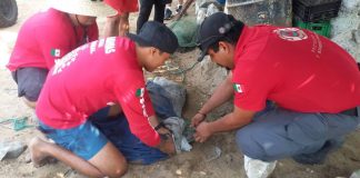 Capturan a caimán que deambulaba en zona de Las Palmitas, en Manzanillo