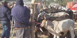 Incertidumbre por plaga del gusano barrenador; se propagan casos en Oaxaca