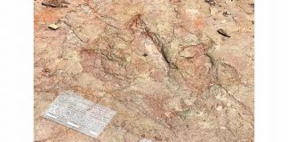 Encuentran pisadas de dinosaurios en Tehuacán, Puebla