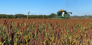 Termina campo tamaulipeco el 2025 en panorama ‘mixto’