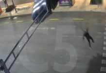 VIDEO Paracaidista desciende en calles del Centro de la CDMX; queda atorado en un semáforo