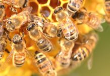 Estremecedora profecía para 2026 revela aterradora aparición sobre enjambres de abejas