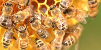 Estremecedora profecía para 2026 revela aterradora aparición sobre enjambres de abejas