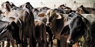 Precios de la carne al alza por cierre de frontera a ganado mexicano: Comecarne