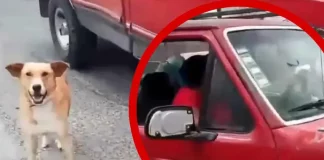 Mujer enfrenta a familia que abandonó a su perrito en Puebla; el can intentaba alcanzarlos | VIDEO