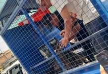 Muere bebé tras brutal ataque de dos perros pitbull mientras dormía en su cuna; “la encontraron agonizando”