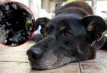 Queman vivo a un perrito: “vi una escena realmente triste”, denuncia internauta | IMÁGENES FUERTES