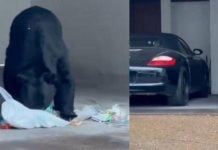 Captan a oso en cochera de una casa en Nuevo León